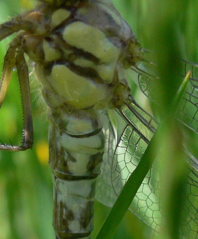 neometamorfosato di...Aeshna juncea femmina